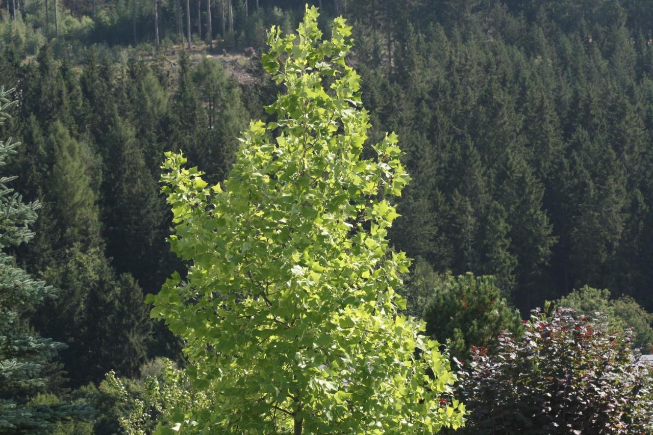 Vakantiewoning Evalisa * Willingen (Upland)